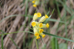 Primula veris veris