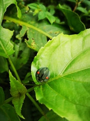 Cyrtonota