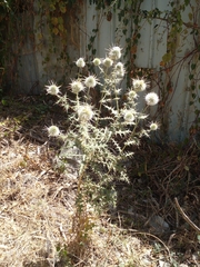 Echinops macrochaetus