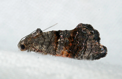 Oxytropha ametalla