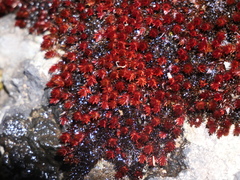 Imbribryum alpinum
