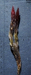 Imbribryum alpinum