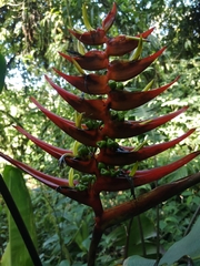 Heliconia lankesteri image