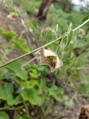 Philibertia gilliesii