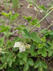 Philibertia gilliesii