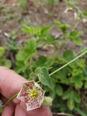 Philibertia gilliesii