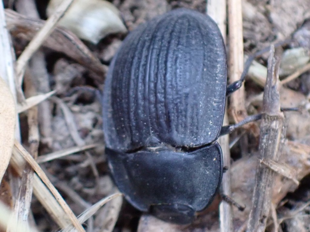 blue piedish beetles from Melbourne VIC, Australia on January 31, 2022