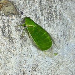 Glaucopsaltria viridis