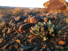 Pleiospilos compactus