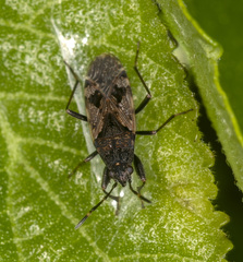 Euander lacertosus