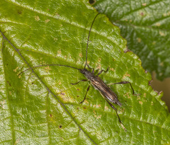 Mecynopus cothurnatus