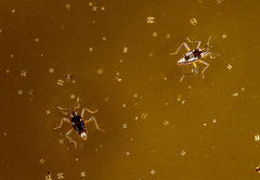 Nesidovelia peramoena