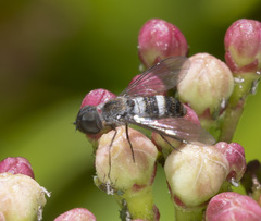 Exechohypopion minus