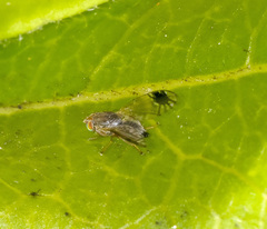 Austrotephritis pumila