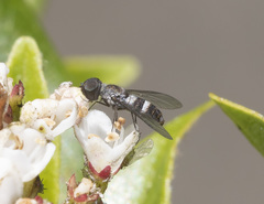 Exechohypopion minus