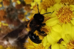 Melandrena