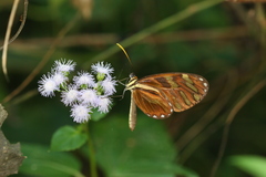 Ithomia heraldica
