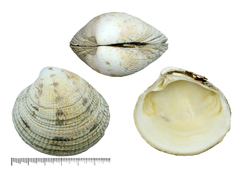 Leukoma jedoensis