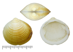 Glycymeris aspersa