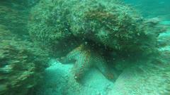 Pentaceraster cumingi