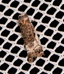 Phricanthes asperana