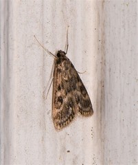 Araeomorpha diplopa