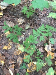 Gymnocarpium dryopteris