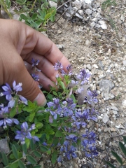 Polygala supina supina