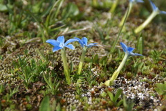 Gentiana brachyphylla