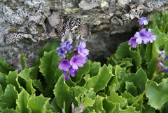 Primula latifolia