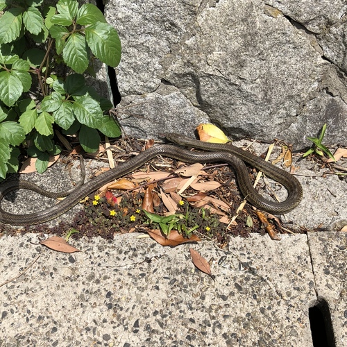 Photo of a Japanese Four-lined Ratsnake (Elaphe quadrivirgata)