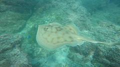 Urobatis concentricus