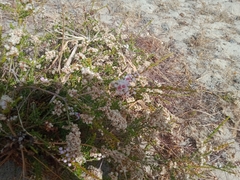 Babingtonia pelloeae