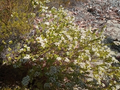 Babingtonia pelloeae