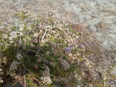 Babingtonia pelloeae