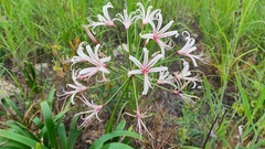 Nerine laticoma