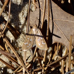 Diastictis