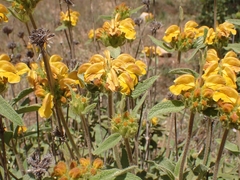 Phlomis fruticosa