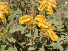 Phlomis fruticosa