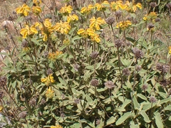 Phlomis fruticosa