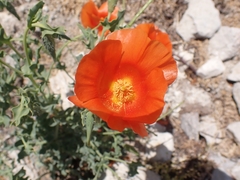 Glaucium corniculatum