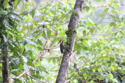 Guayaquil Woodpecker (Campephilus gayaquilensis), photo 7