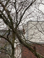 Sciurus vulgaris