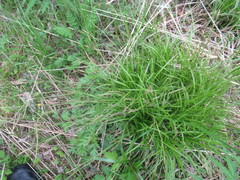 Carex pediformis