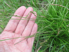 Carex pediformis