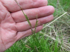 Carex pediformis