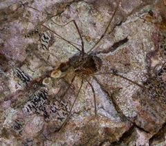 Leiobunum blackwalli