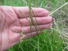 Carex pediformis