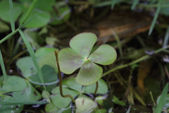 Marsilea mutica