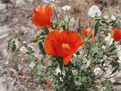Glaucium corniculatum
